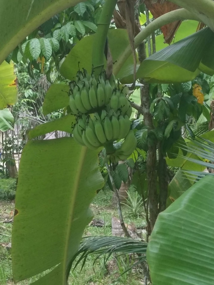 bananowiec