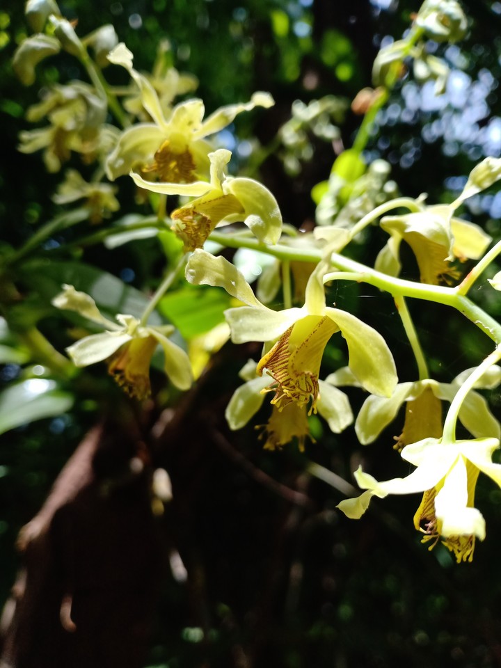orchid