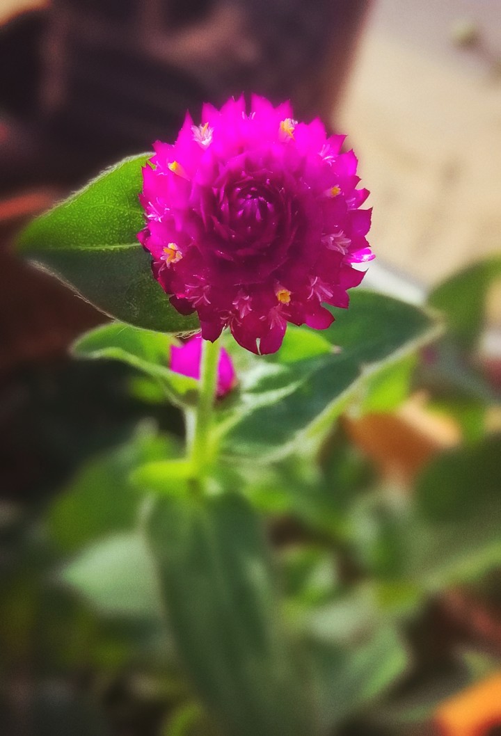 Flower