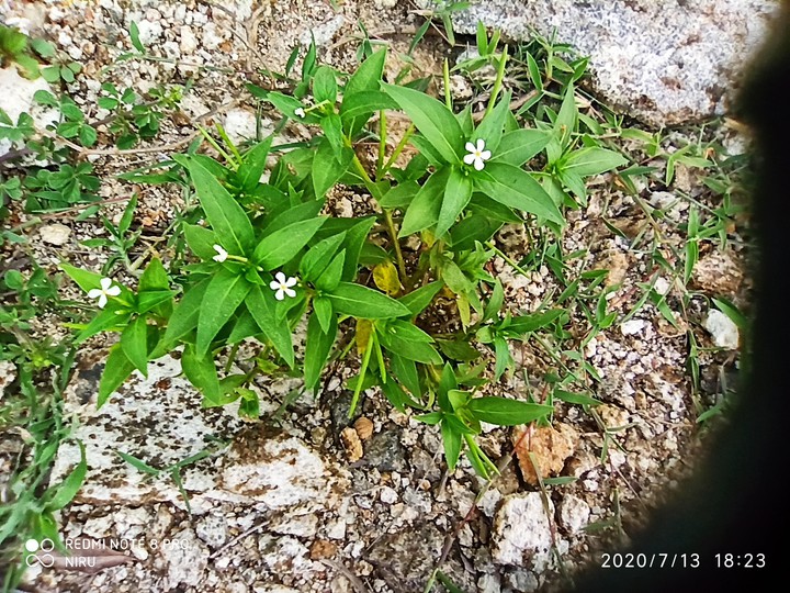 cute flowers