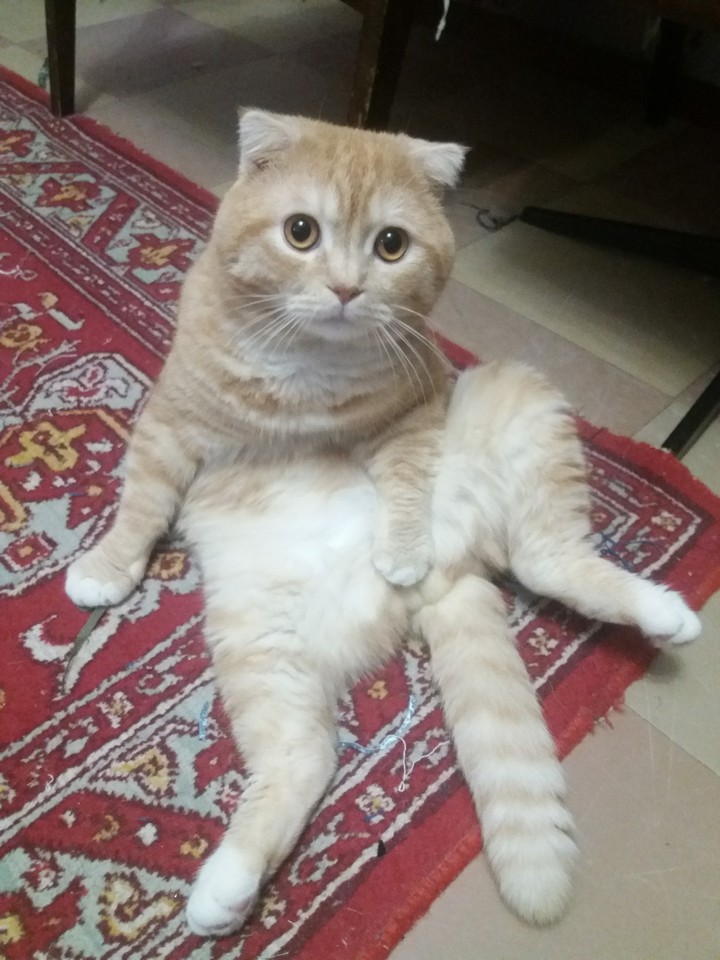 упс
