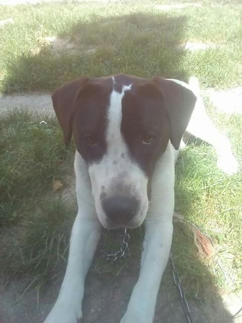 brunó
