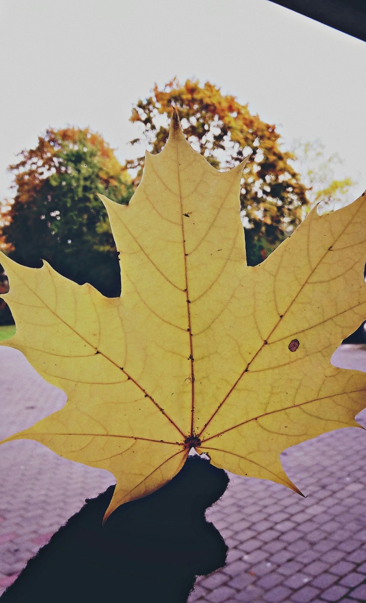 leaf