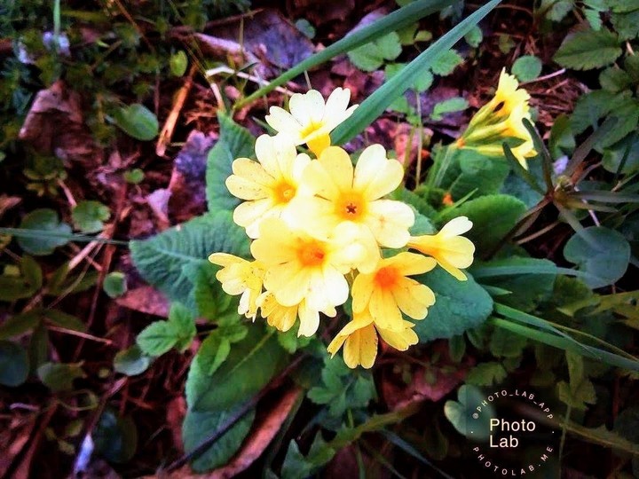 It's a flower called: Primrose Spring.