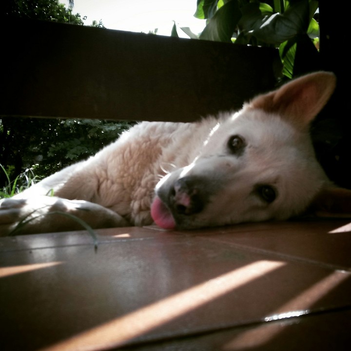 DOG.