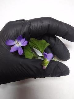 even in times of trouble, flowers will grow