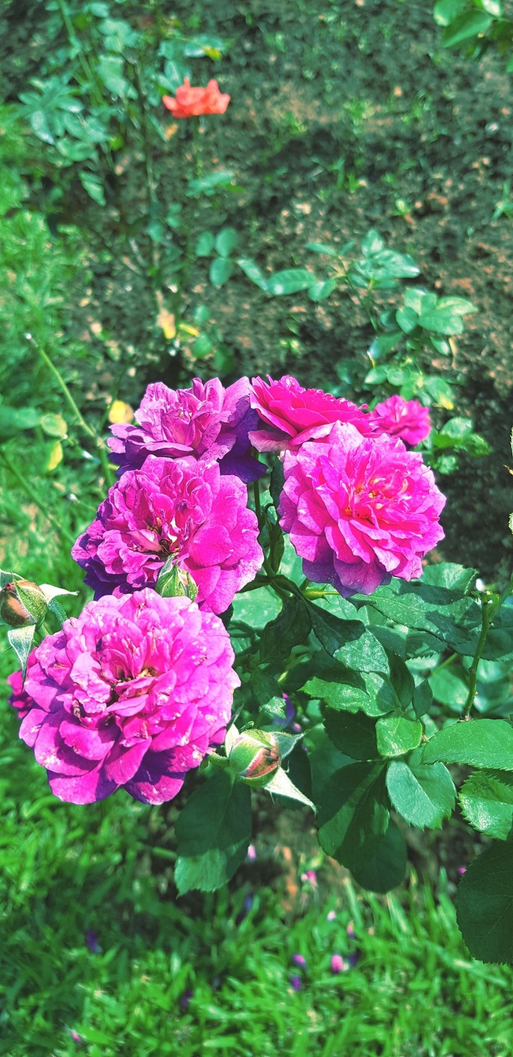 roses