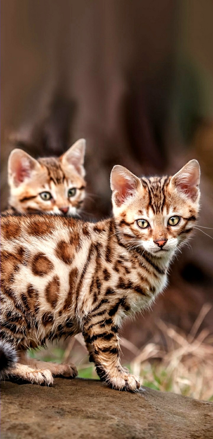 cats