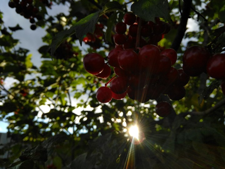 Red berries