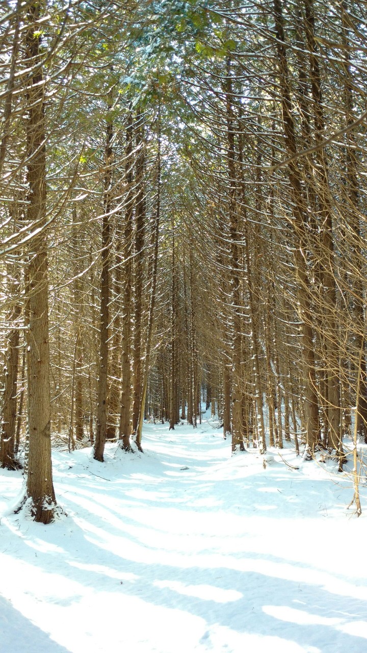 winter path