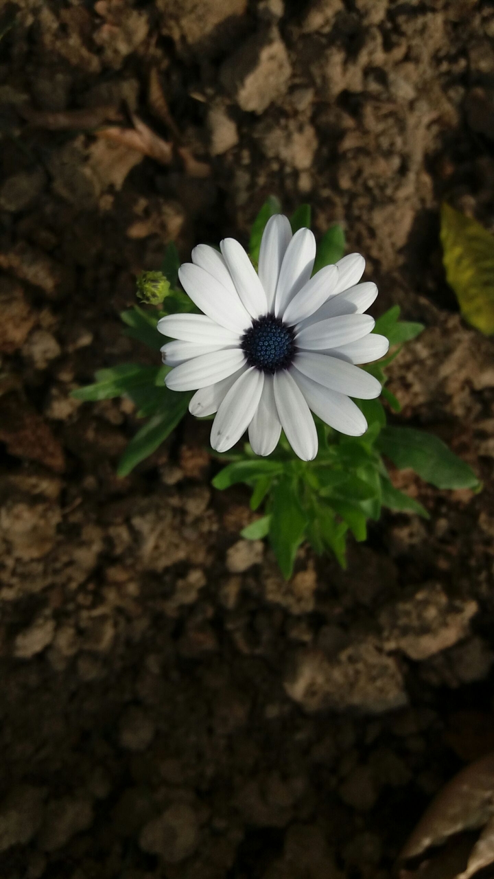 my home garden