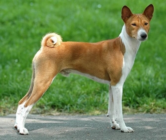 собака