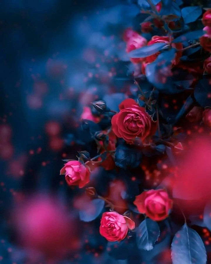 ✨ Wish You A Lovely Sunday ❤️