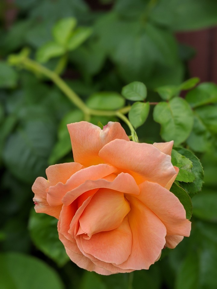 Orange rose