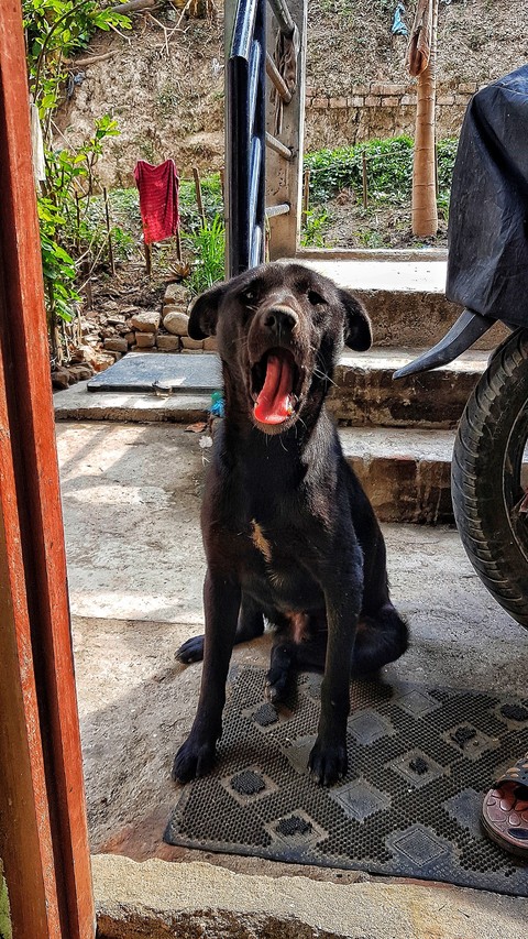 best friend of human
