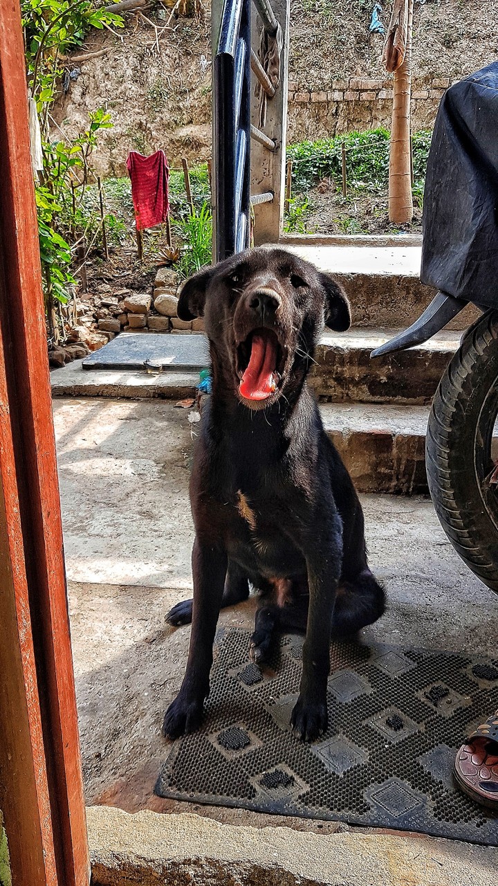 best friend of human