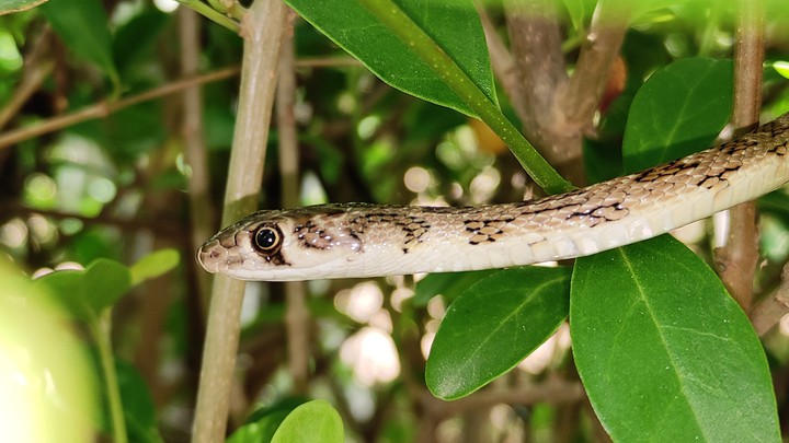 snake