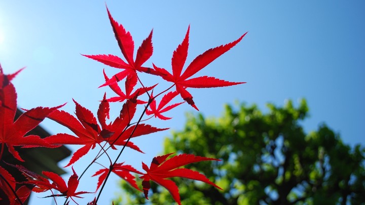 Red Blue Leaves Sky Trees