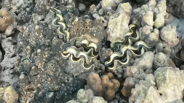 coral