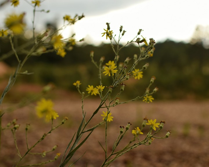 fall flowers