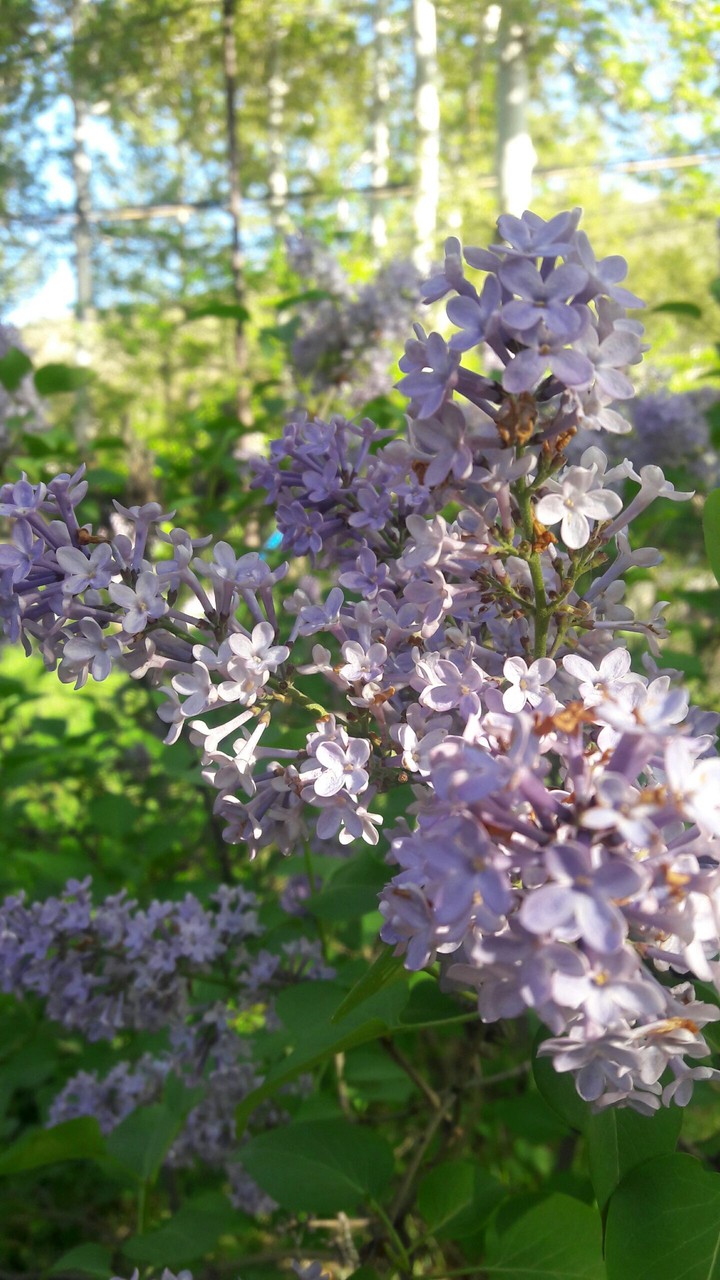 flower