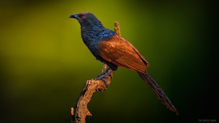 The Greater Coucal
by Sunil