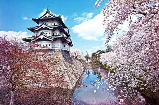 cherry blossom moat - Hirosaki Castle