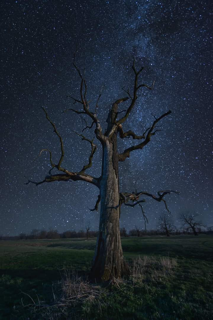 old oak