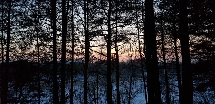 winter forest