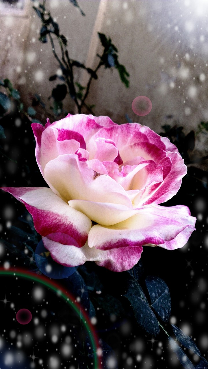 Rose from my garden..