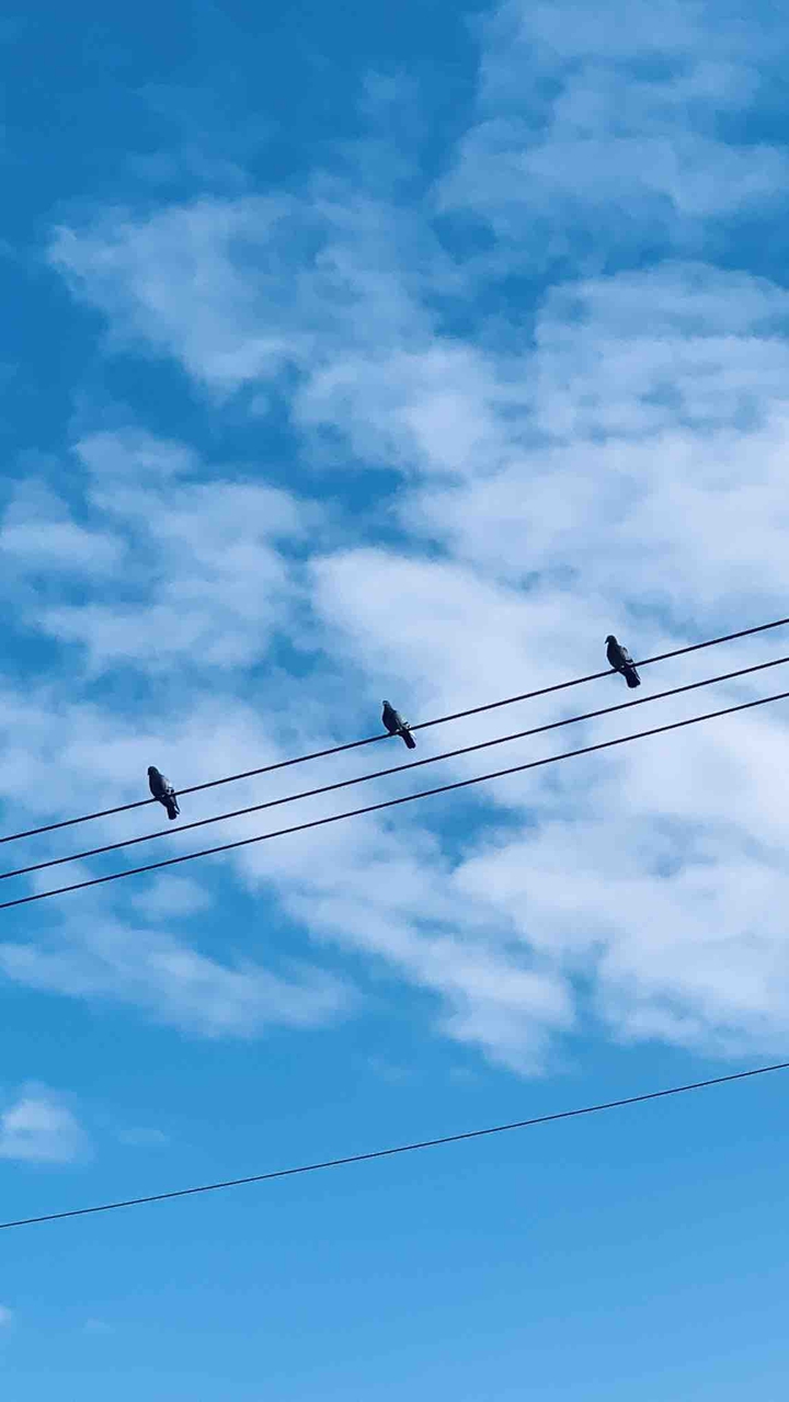 Three Pigeons