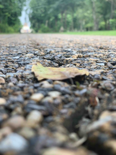 falling leaf