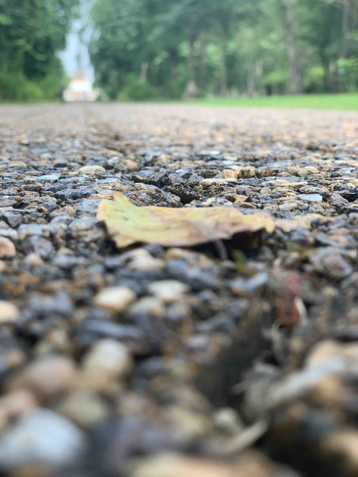 falling leaf