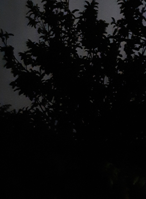 electric tree, trees, rain