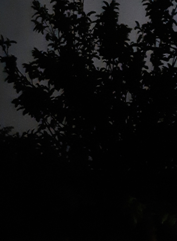 electric tree, trees, rain