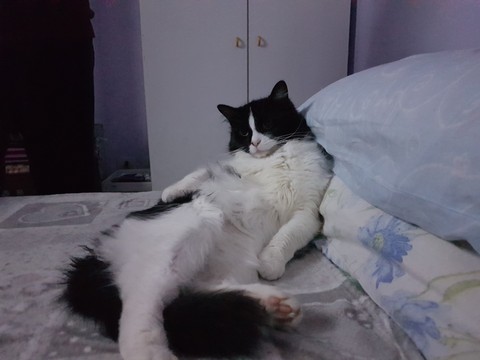 cat