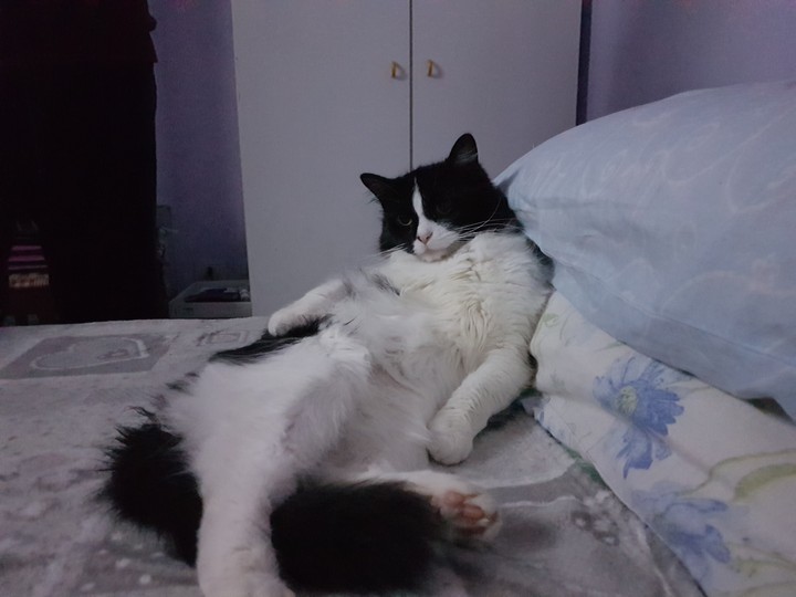 cat