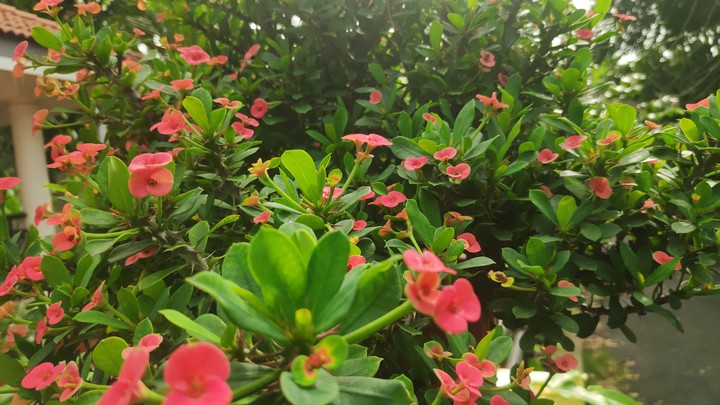 flowers