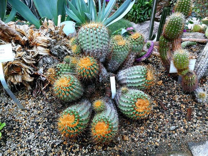 STAMATIOS