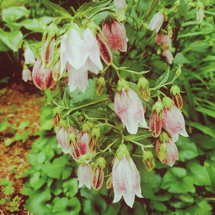 street flower