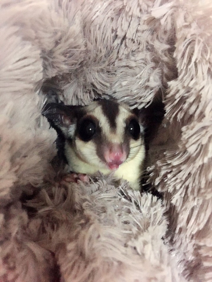 sugarglider is so cute