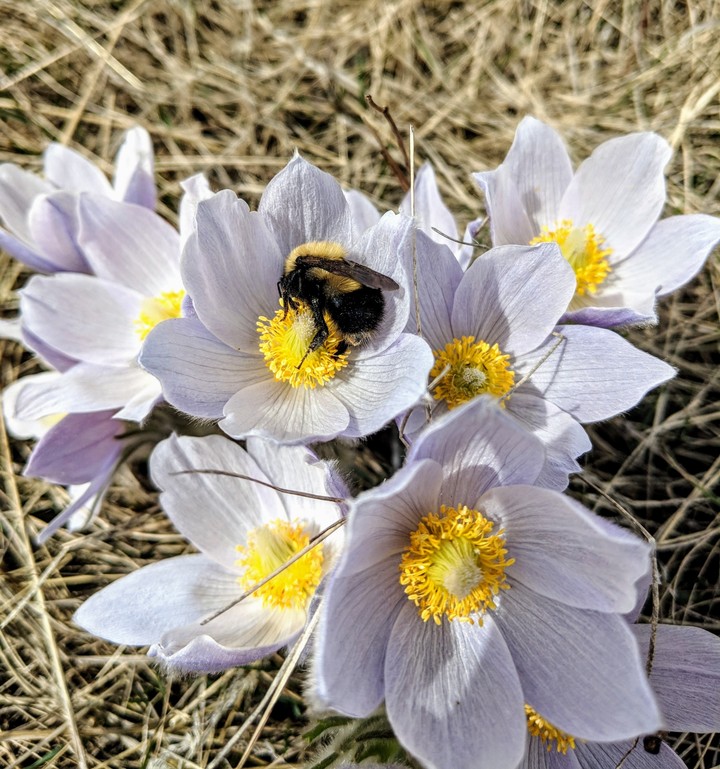 Wild crocuses