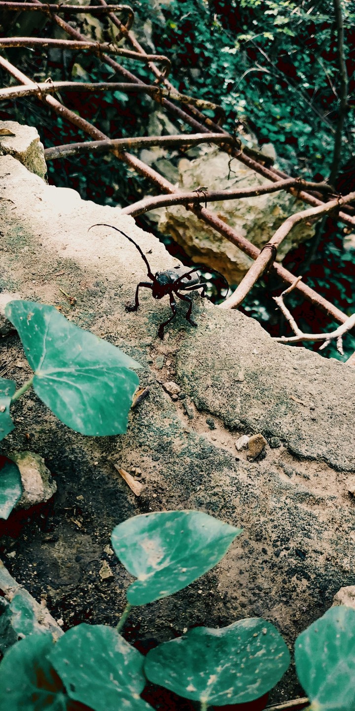 beetle