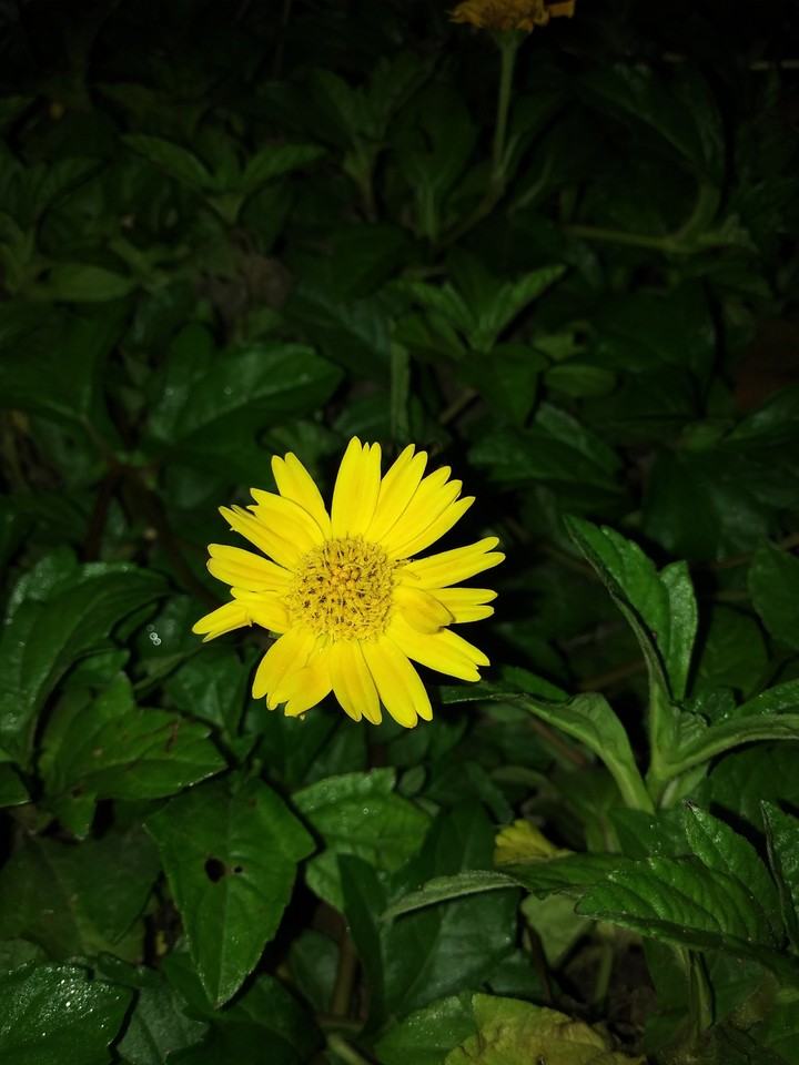 a flower for a flower
