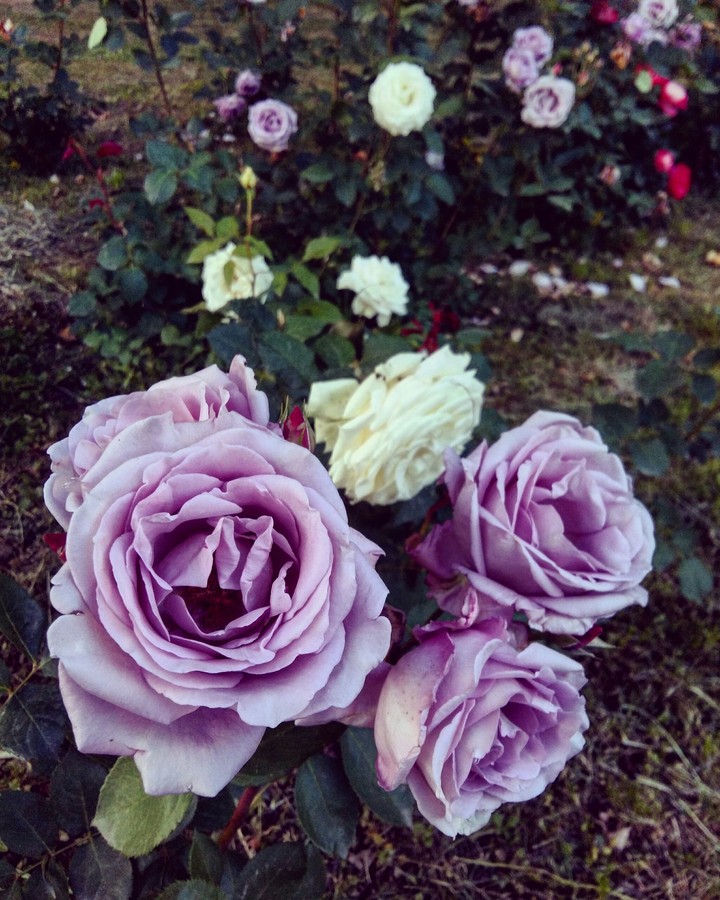 Flowers