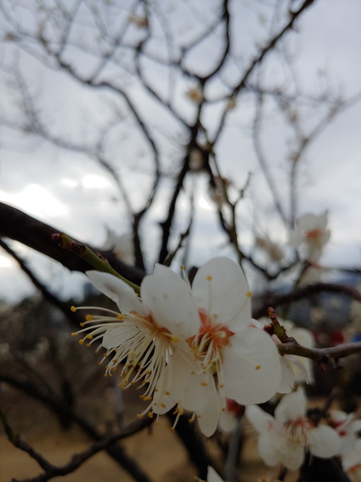 백매실꽃1