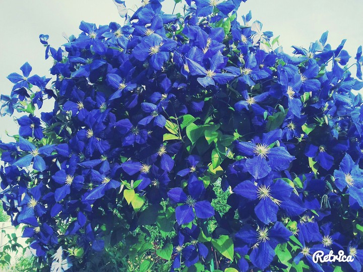 Love blue
