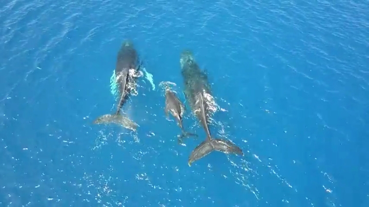 Whale of a Family