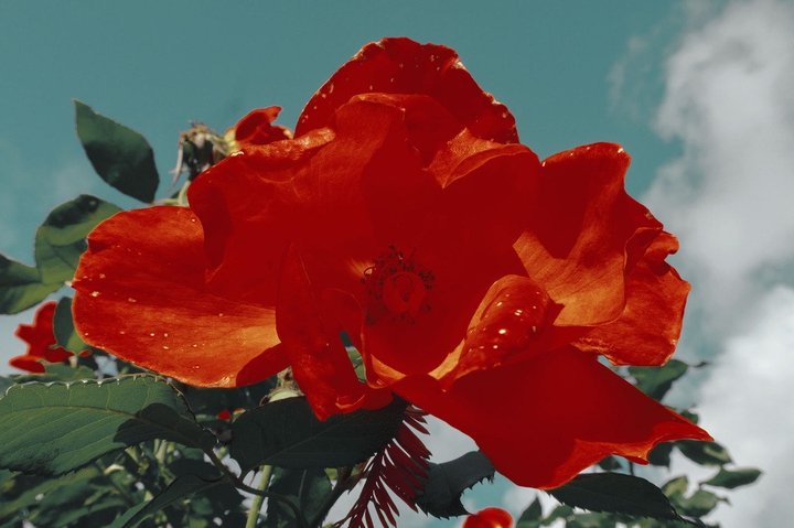 Red flowers