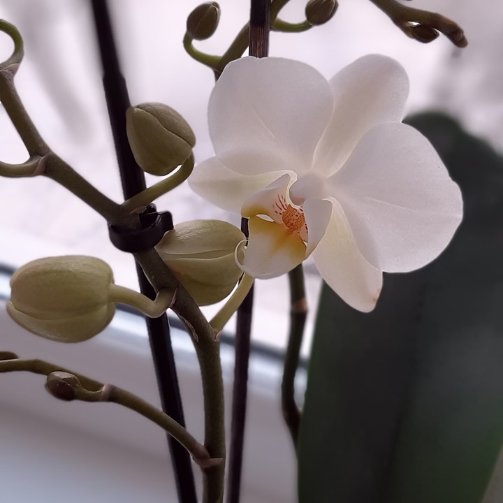 orchids
